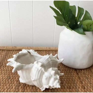 Conch – High quality House of Dudley homewares